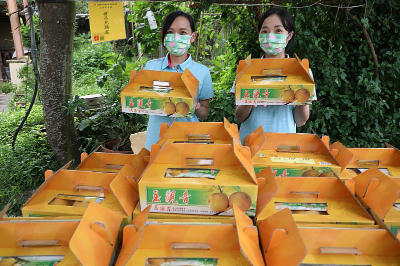 竹崎鄉玉觀音高接梨上市囉