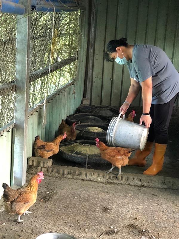 南投德安教養院院生用心餵雞吃飼料