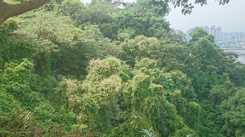 酸藤分布於中低海拔山林、荒地、水溝旁等較濕潤之地