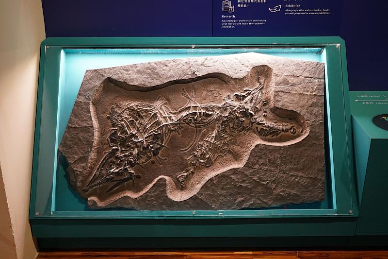 臺博館典藏的混魚龍化石