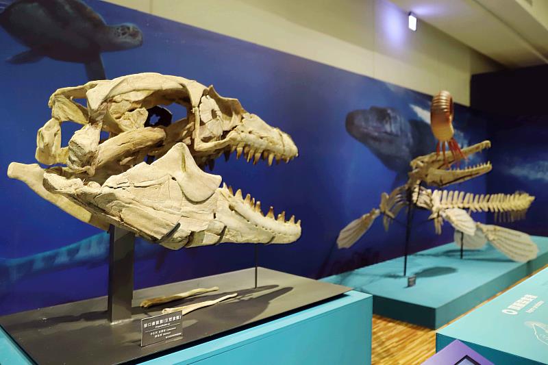 前口齒滄龍（巨型滄龍）頭骨化石（左）
