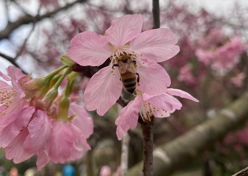 快捷蜂車於去年(2021年)採收到夢幻的櫻花蜂蜜
