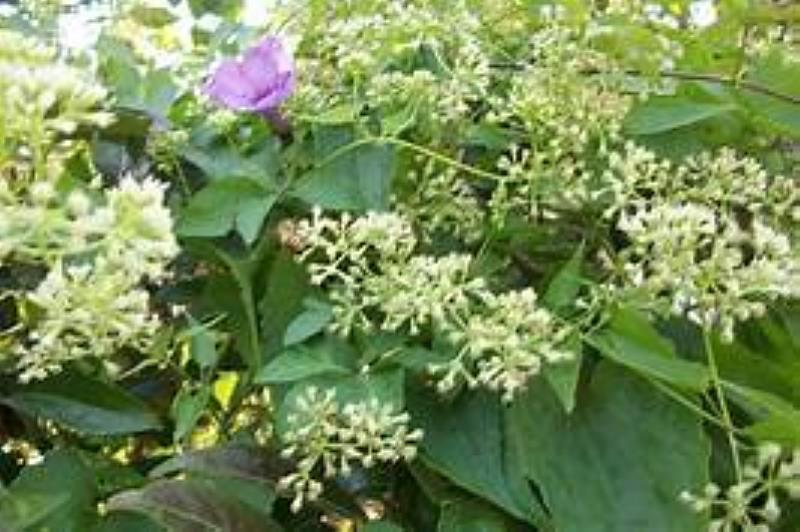 全民防治樹癌(小花蔓澤蘭)，大家一起來