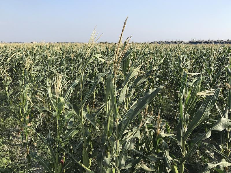 硬質玉米管理省工、成本低，且為需水量少之旱作作物。