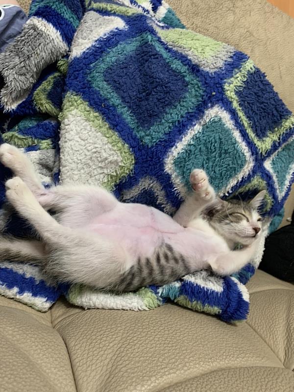 在動保員照料下小貓終於恢復健康。