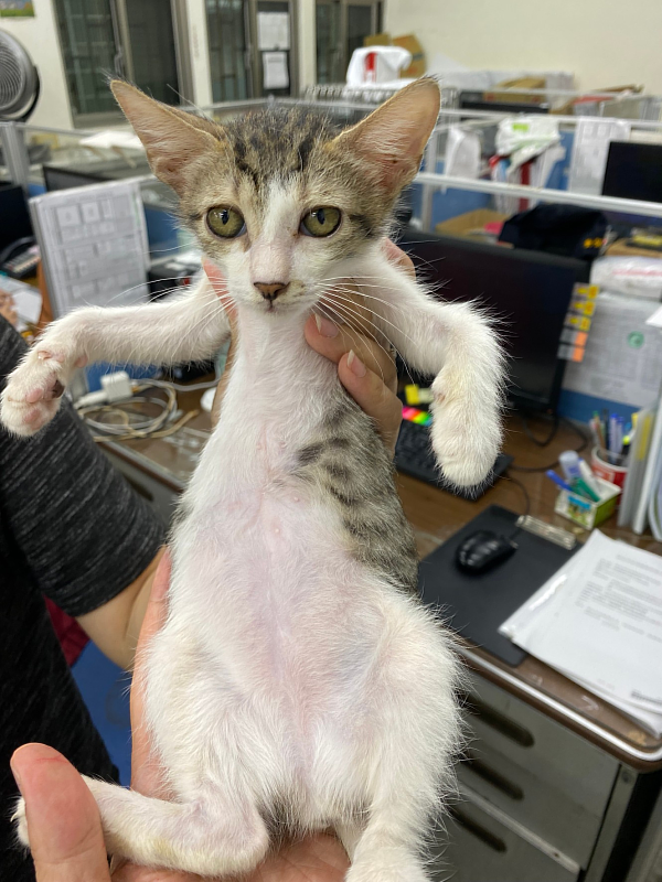 1個月後傷口終於復原，長出新生毛。