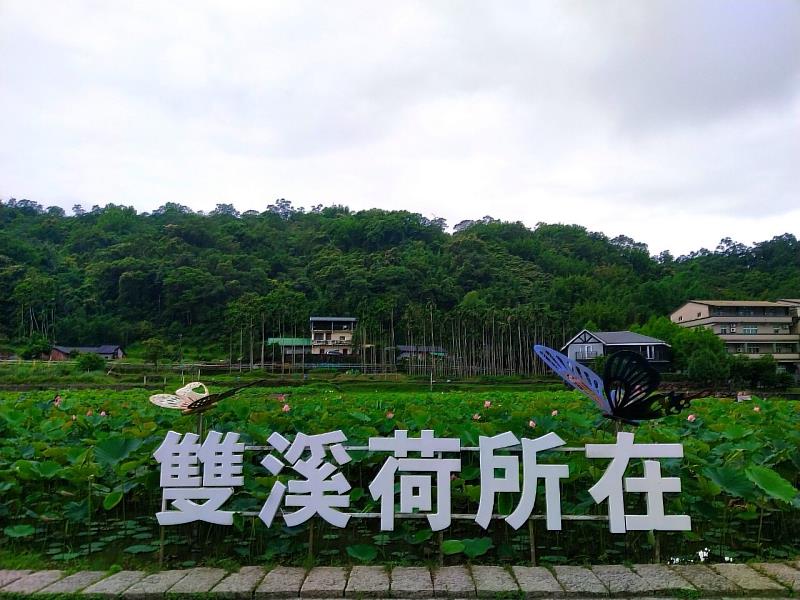 荷花秘境藏新北雙溪，每年七月都會舉辦盛大的賞花活動