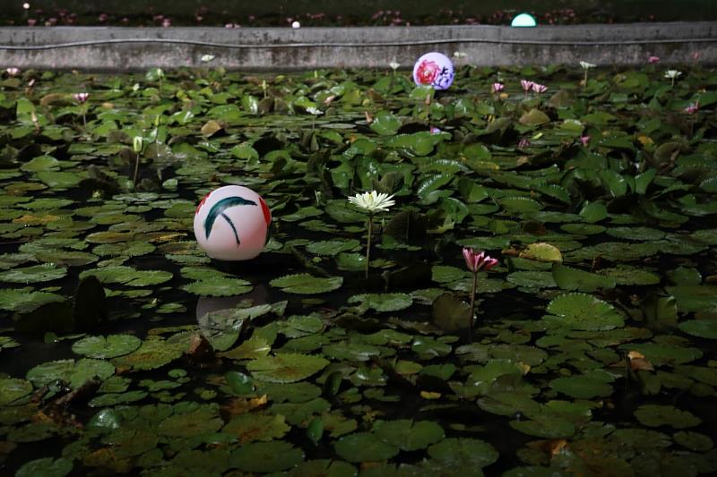 在景觀處與雙溪區公所用心布置下，希望來參觀的民眾都能沉浸於睡蓮的優美