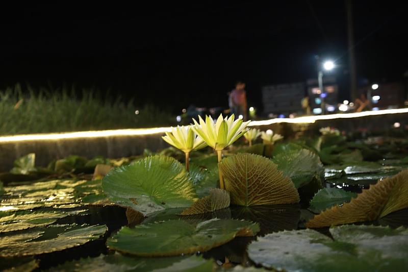 歡迎大家來雙溪區，一次體驗「晝觀荷、夜賞蓮」的美好