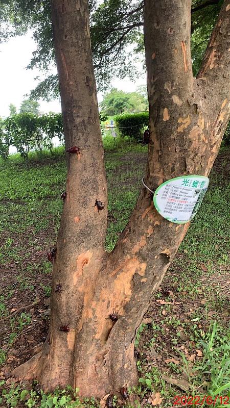 嘉義縣大林明華濕地生態園區生態豐富 迎來獨角仙繁殖季