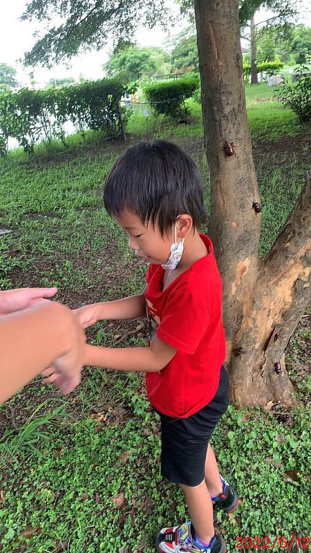 嘉義縣大林明華濕地生態園區生態豐富 迎來獨角仙繁殖季