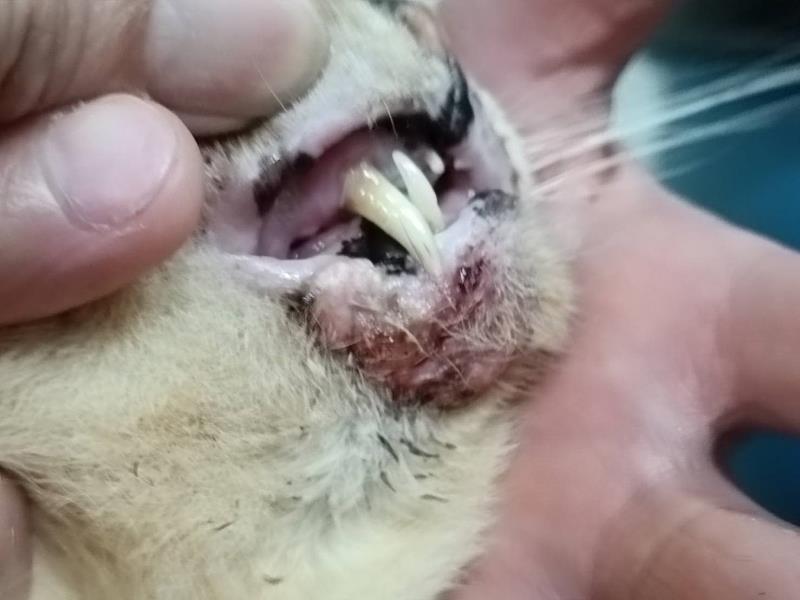 下巴長一顆腫瘤