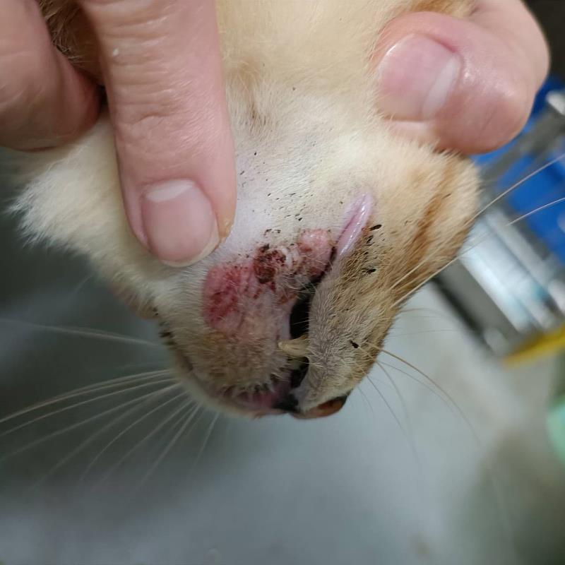 治療中腫瘤逐漸變小