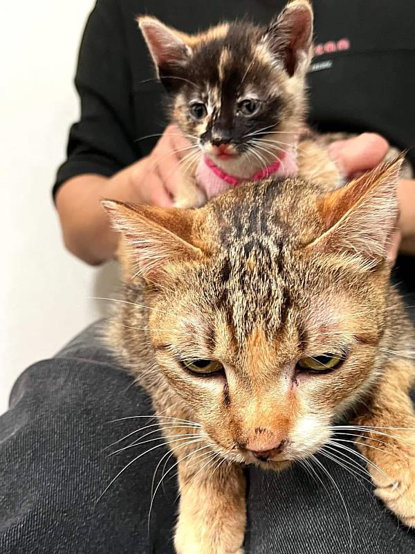 成了所內小明星