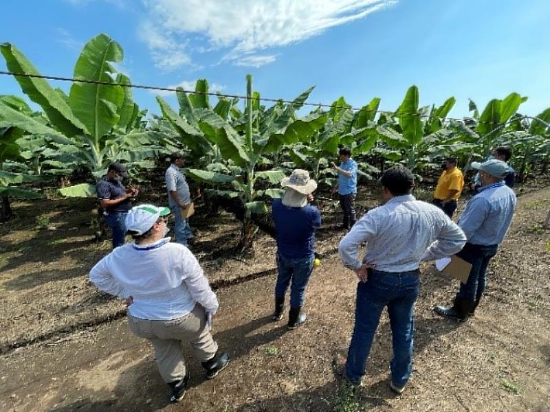 「中美洲區域香蕉黃葉病防治計畫」成員指導衛星田間監控點之設置方式。
