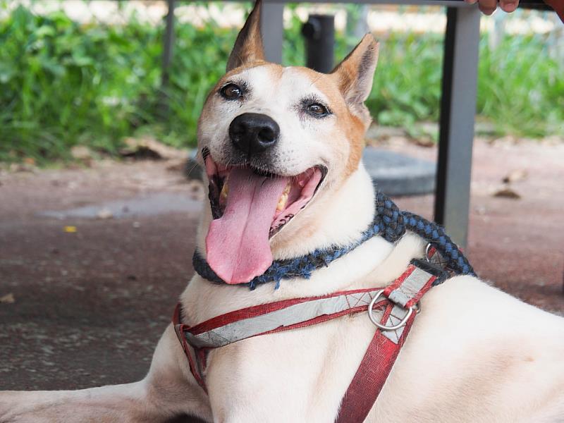 「黃圓圓」雖然身體有缺陷，但仍露出開朗笑容等待有緣人帶牠回家。