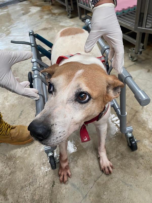 動物之家特製輪椅給「黃圓圓」輔助行走。