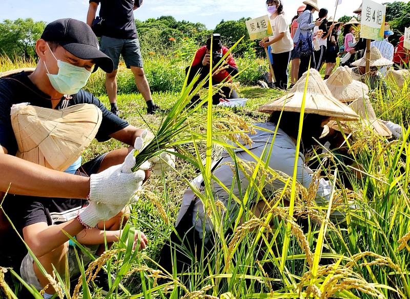 參與六堆園區割禾活動民眾親子共同體驗割禾