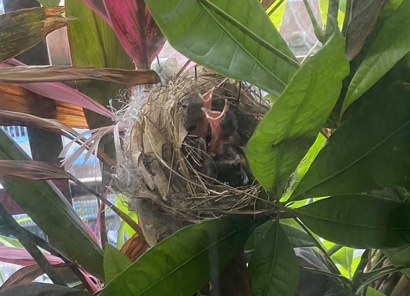 鳥巢內嗷嗷待哺的小白頭翁