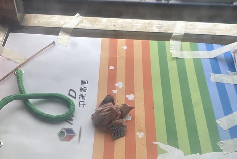楊小姐發現雛鳥掉落自家陽台上