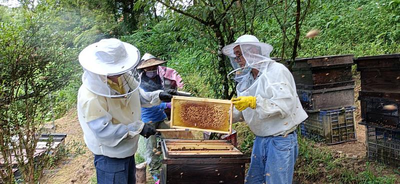 平溪農會春蜜將第一階段生產的春蜜透過留給蜜蜂，重視蜜蜂福利