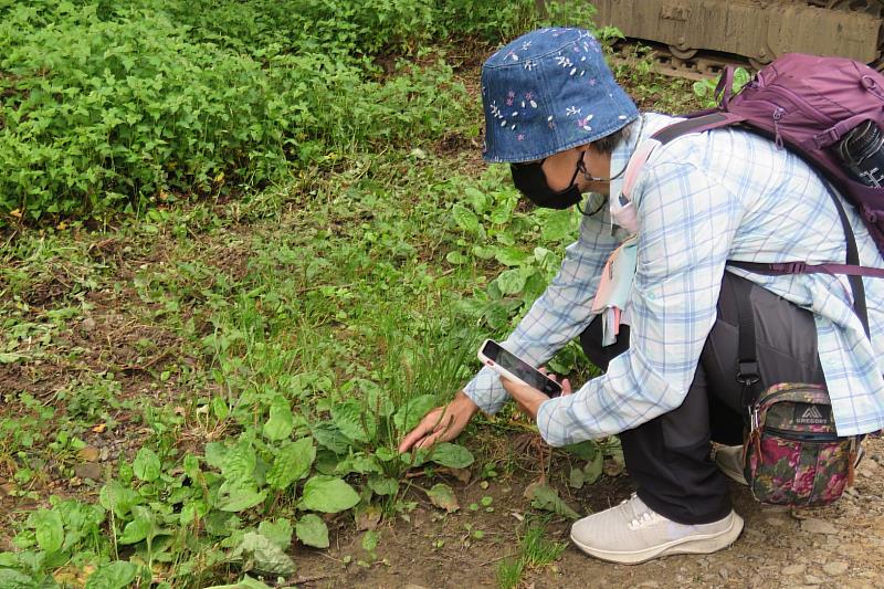 學員使用iNaturalist app記錄沿路上發現的生物