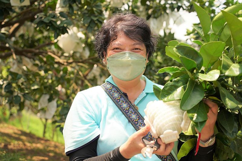 八里區農會推廣部指導員李月寶為提高利用，決定投入種植心型柚