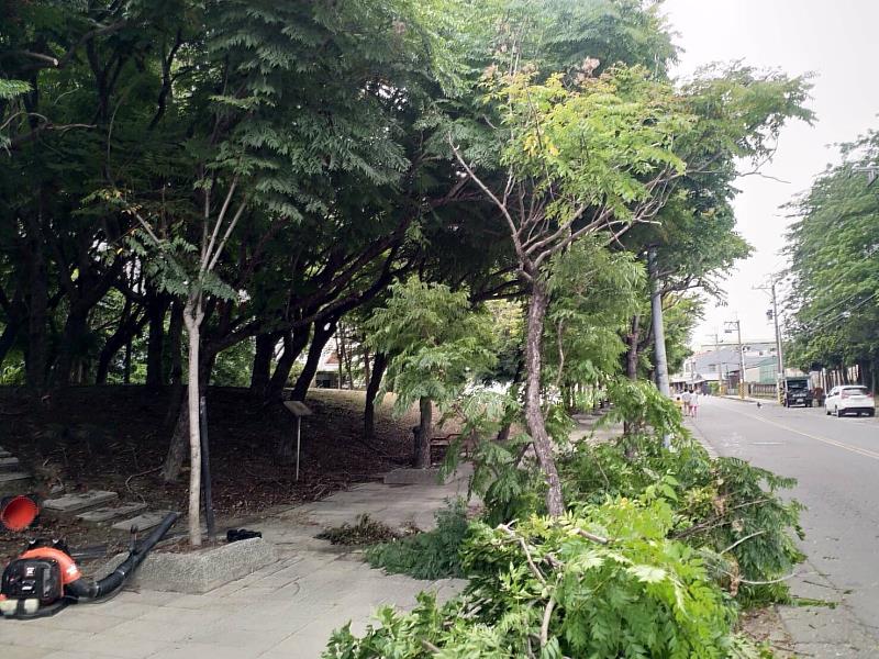 鄭成功紀念公園旁永社路行道樹修剪(頂新和德文教基金會提供)