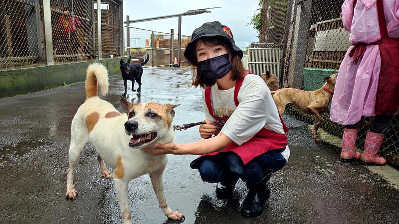 日本動物白衣天使下坂未華渡海嫁台，每周抽空2次照顧流浪毛寶貝。