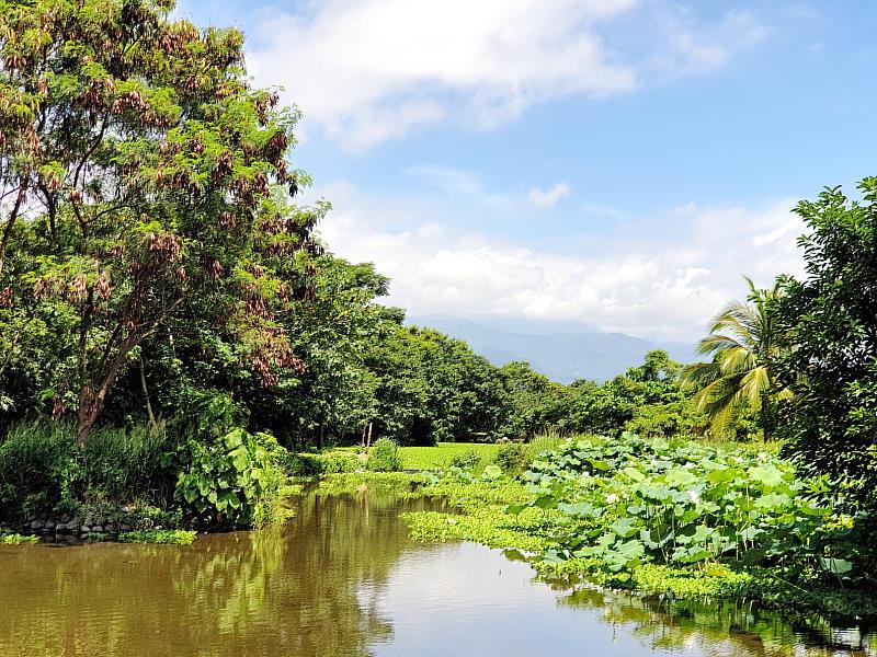 太平溪人工濕地荷花盛開中 邀請民眾來散步賞花 請留倩影勿隨意丟垃圾