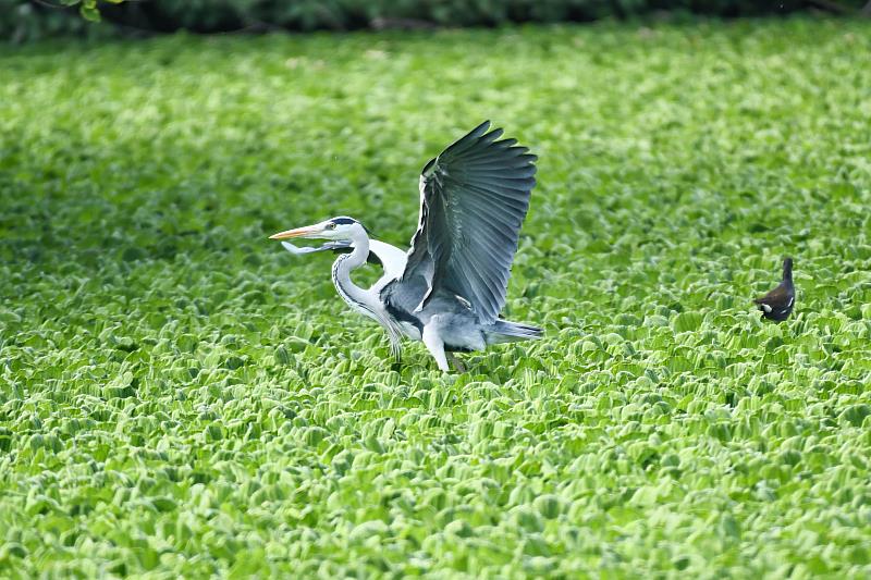 太平溪人工濕地荷花盛開中 邀請民眾來散步賞花 請留倩影勿隨意丟垃圾