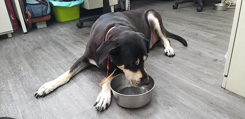 飼主應隨時關心寵物身體的變化