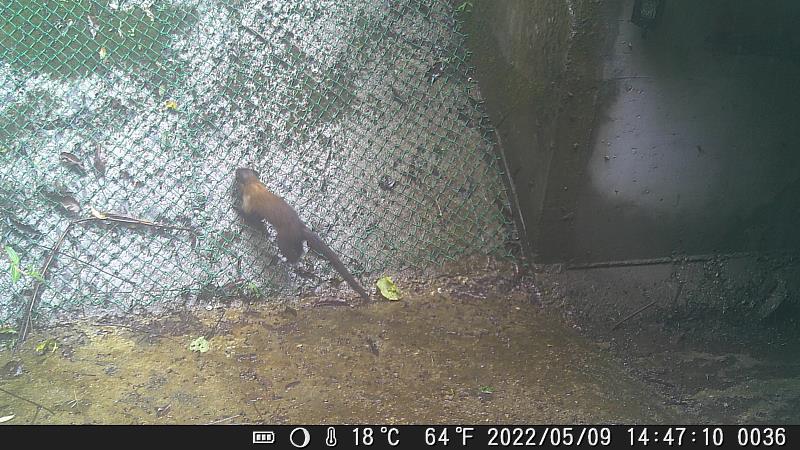 黃喉貂(運用集水井攀爬網)