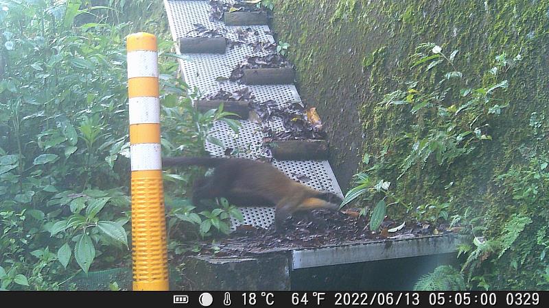 黃喉貂(運用擋土牆百鐵斜坡道)