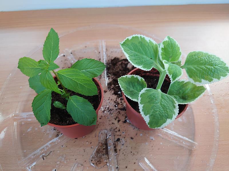 圖3.將尾端3~4公分葉子拔除後插入土約一節（左：土薄荷、右：鑲邊左手香）