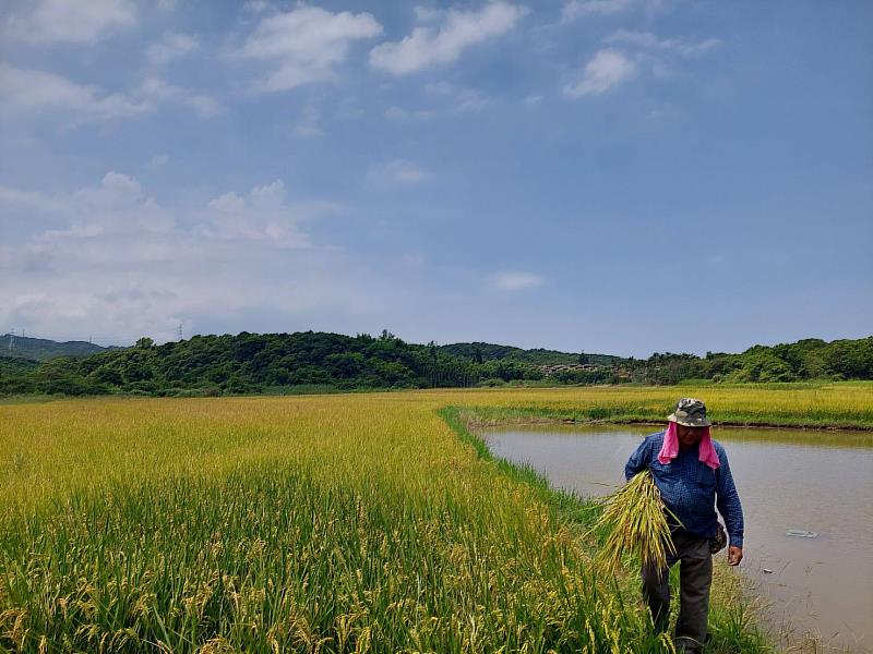 今年度友善稻田面積從2公頃擴大至4公頃，適逢秋分開始收割，預計9月開賣