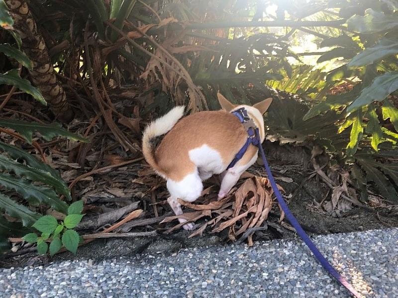 遛狗不留便 臺東乾淨市容看得見 環保局呼籲飼主隨手清便 違者最高可罰6000元