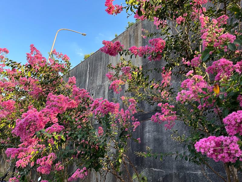 貢寮環保公園紫薇花團錦簇之景