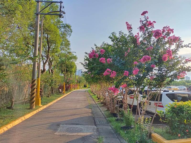 汐止區城中里健康步道，落日餘暉下的紫薇花