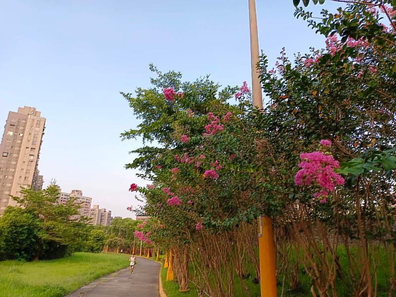 汐止區城中里健康步道沿線種了數百棵紫薇同時盛放