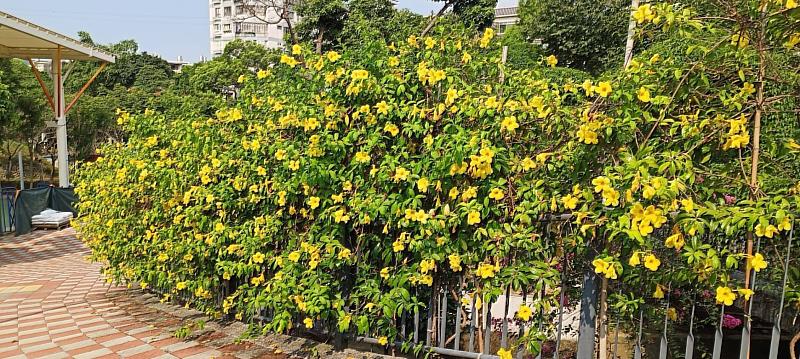 永吉公園-花蕾形狀如將羽化的蟬蛹、花色鮮黃的「軟枝黃蟬」