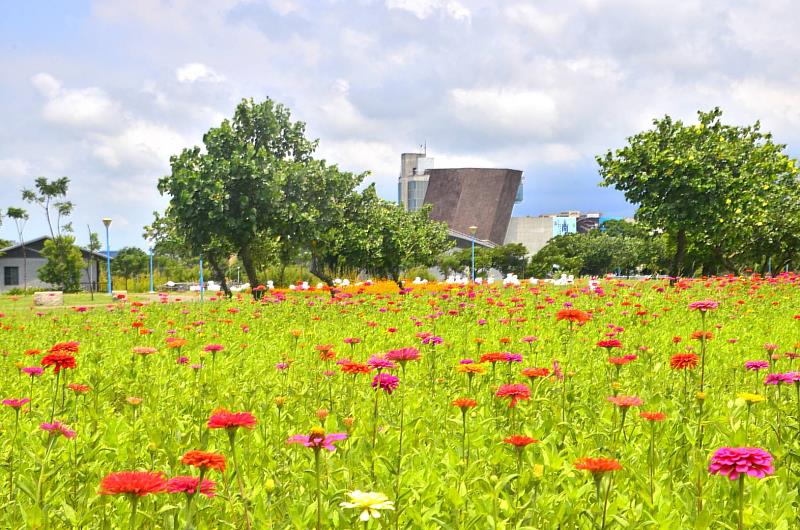 花形細緻美麗的百日草滿布草地上，隨風搖曳如彩色波浪湧動