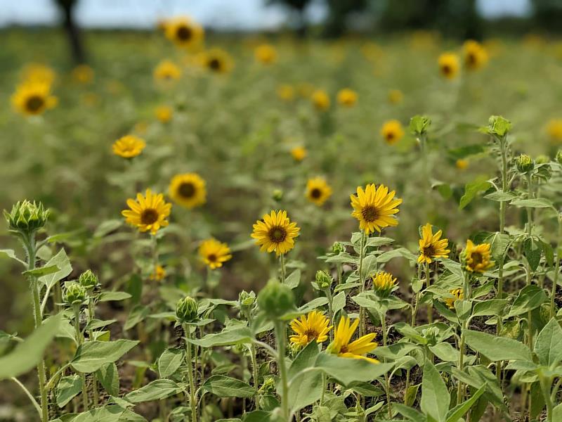 滿滿夏日風情的向日葵點亮十三行博物館草原