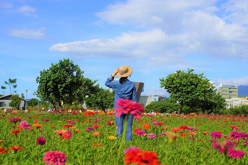 顏色多樣的百日草布滿綠地，怎樣拍都好看