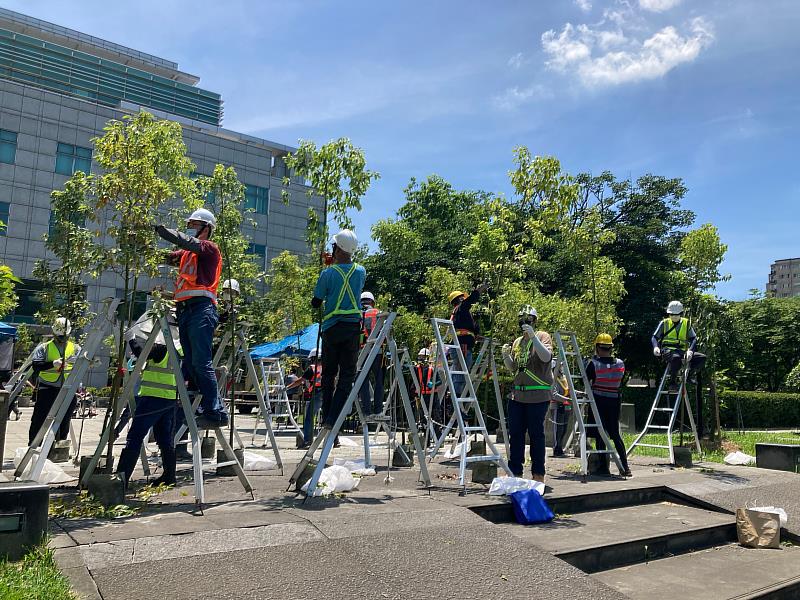 學員須在30分鐘內將樹木修剪完成，並經3位評審委員評分及格後才能取得合格證照 (111年第二梯次資料照片)