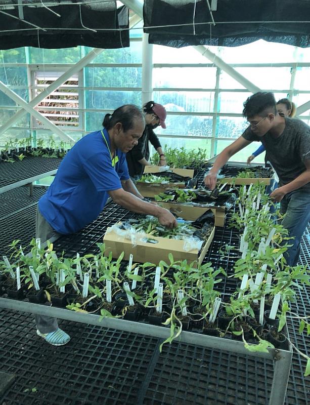 台電聯手全球最大熱帶植物保種中心-辜嚴倬雲植物保種中心復育蘭花，將蘭嶼低放貯存場打造為蘭花復育基地。