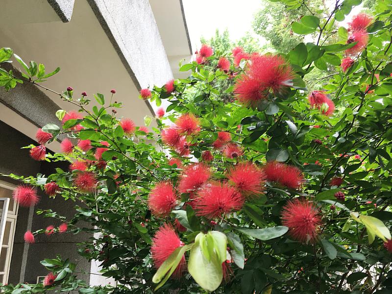 16號將軍宅的粉撲花