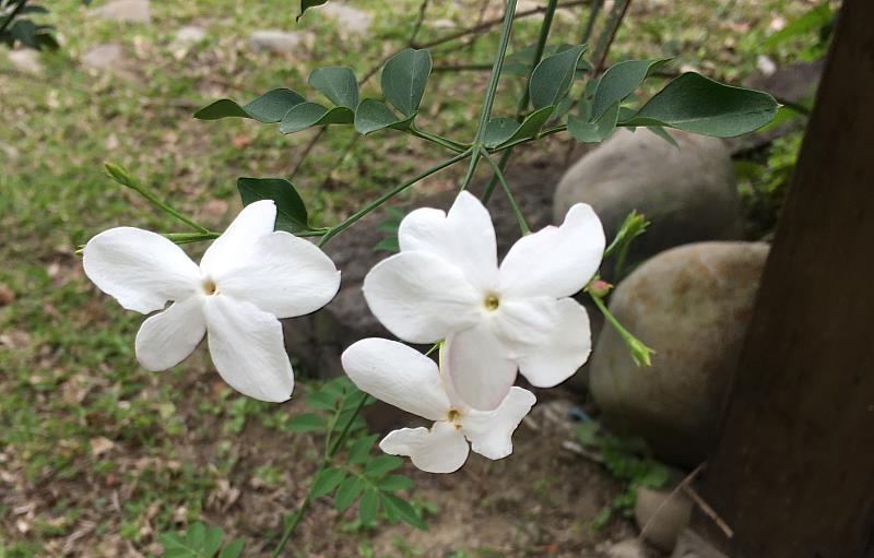 復育成功的秀英花