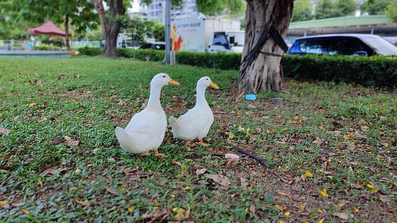 與園區內另一隻鴨子同進同出。