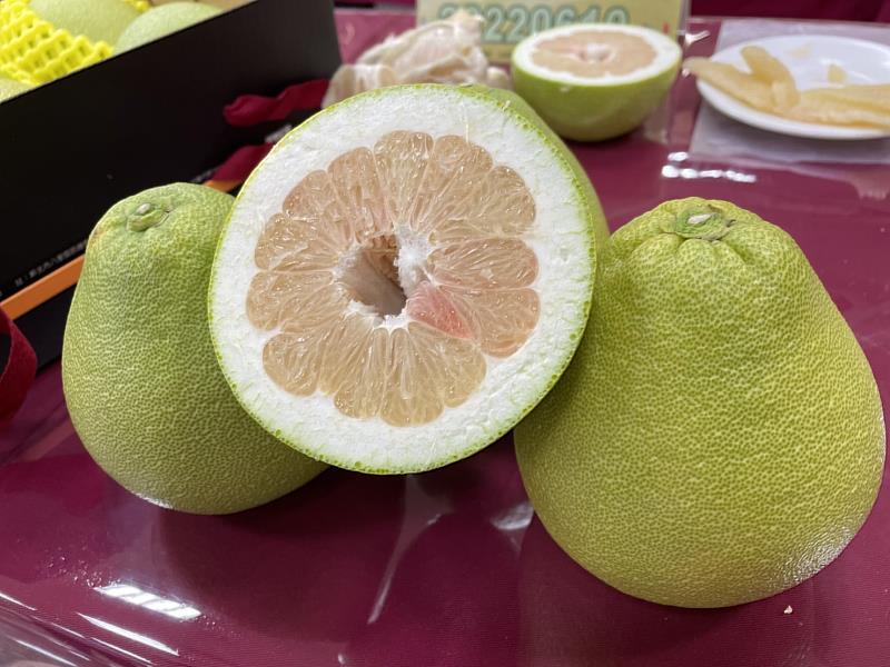 今年文旦柚成熟期天氣晴朗、少雨，文旦柚品質佳